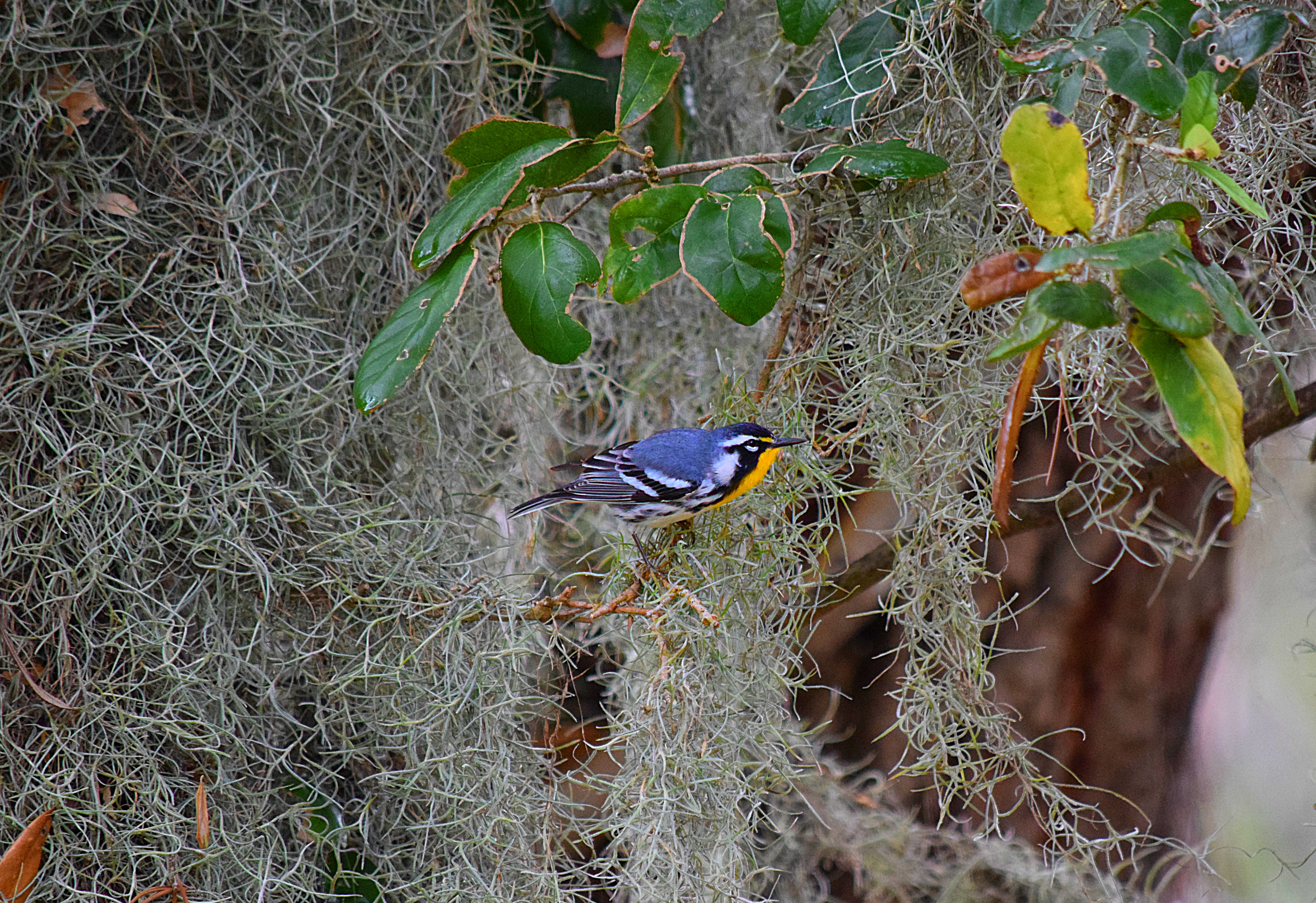 Yellow throated Warbler
