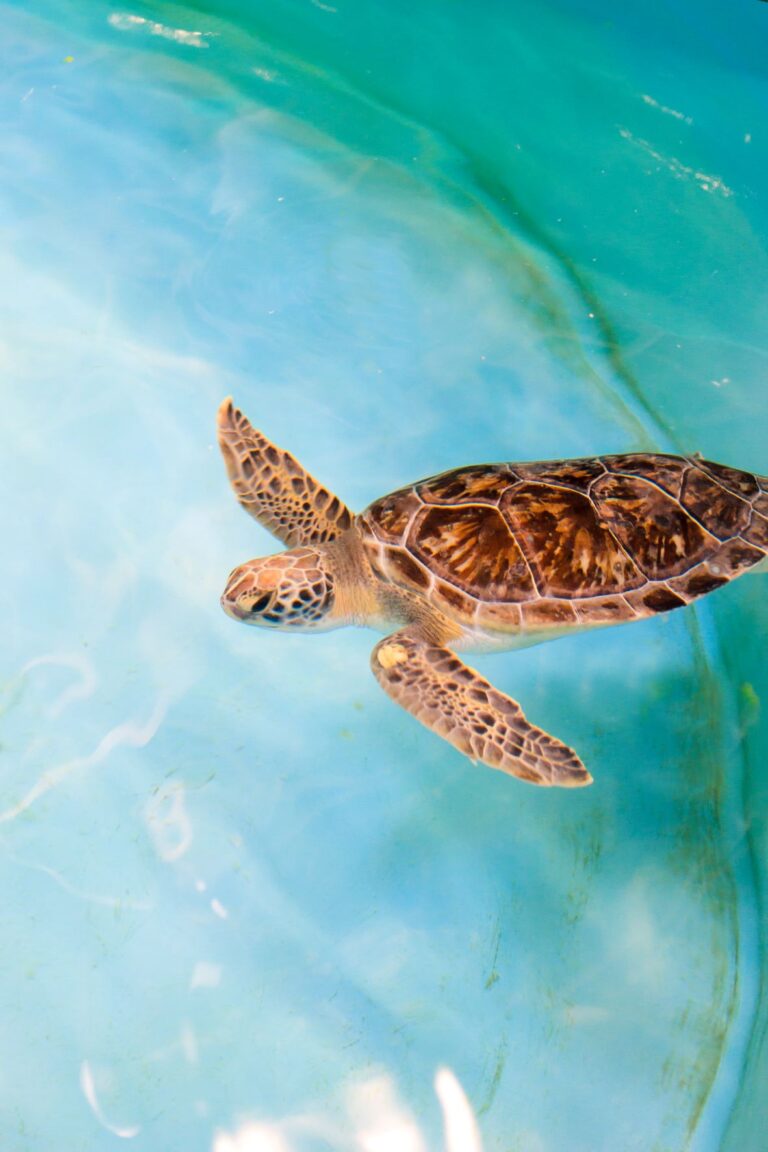 Turtle Crawl Returns to the Road Jekyll Island Foundation