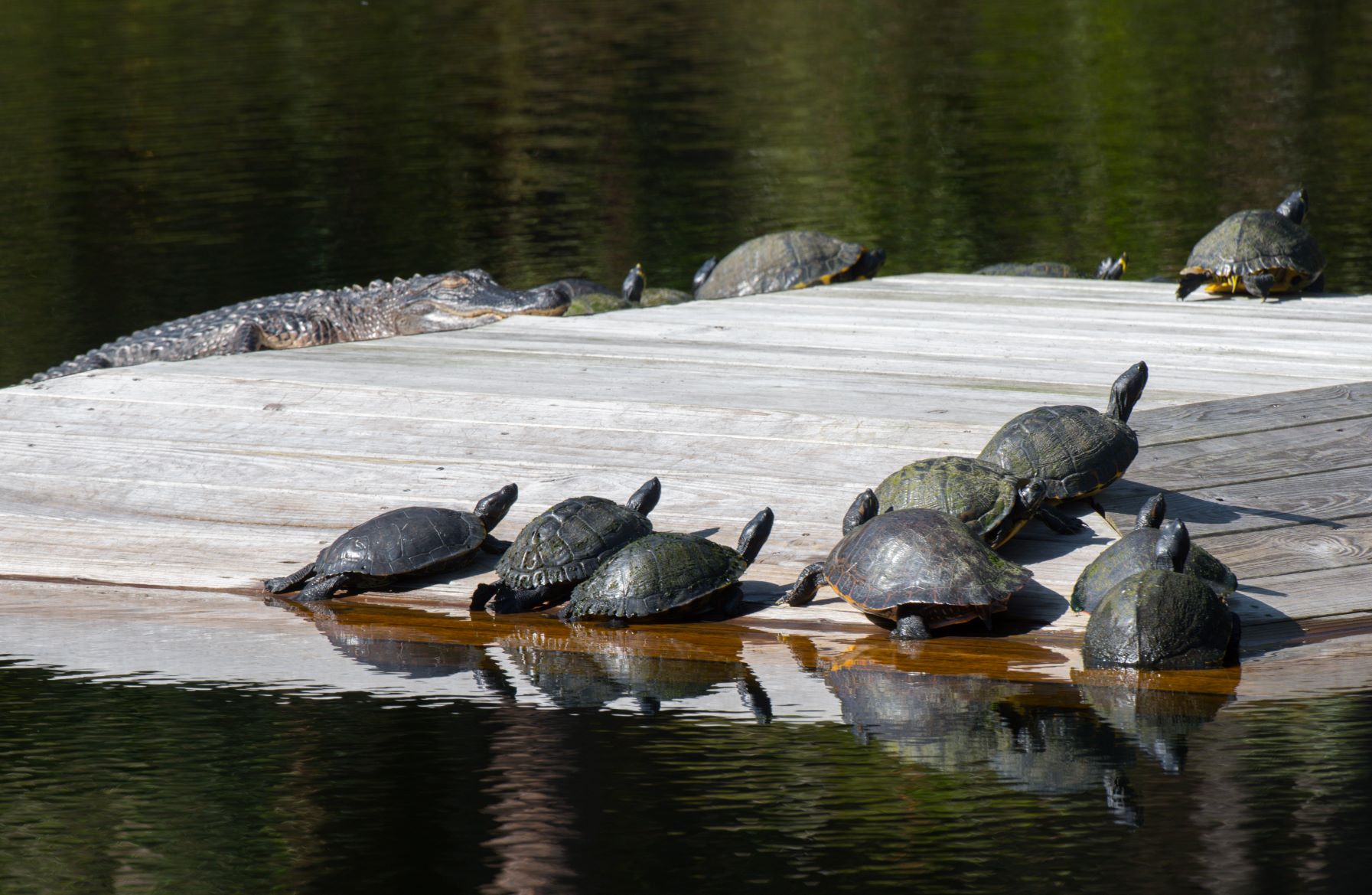 turtle Jekyll Island Foundation