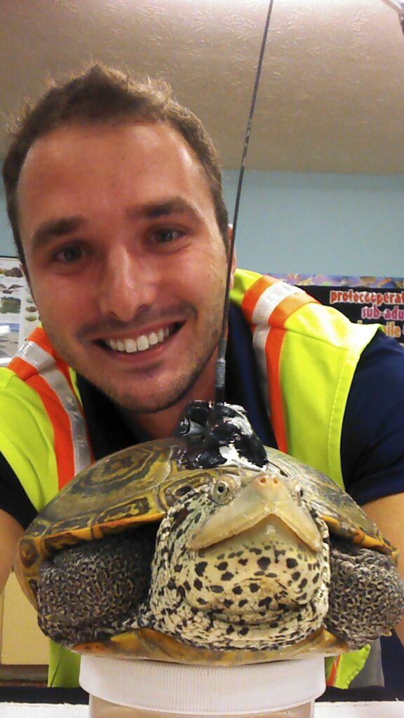 Diamondback Terrapin Nesting Season – Jekyll Island Foundation